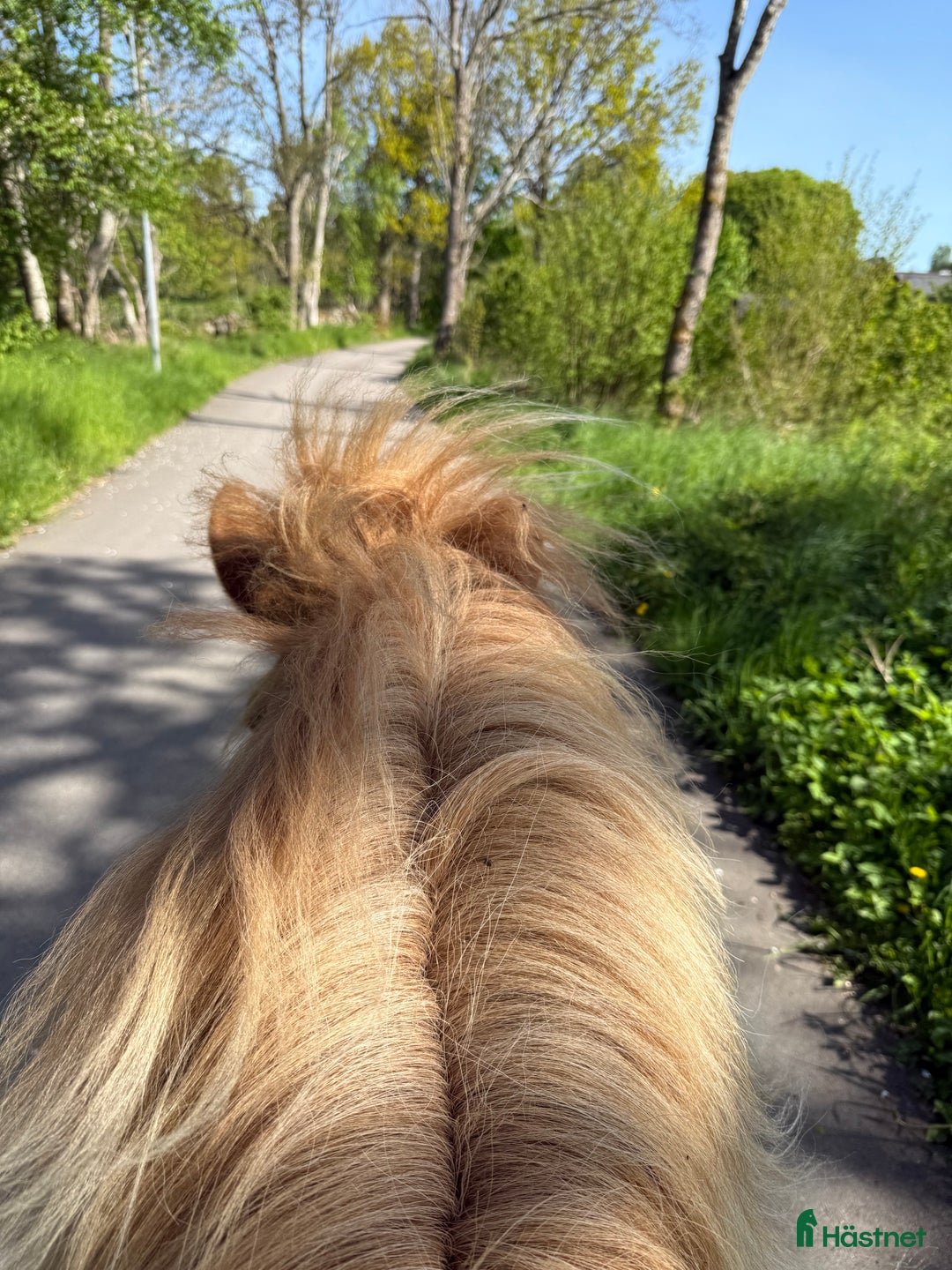  stallplats finnes: Granetorps Framtid 🥰 - lösdrift för islandshästar i Tyringe - Annons 12