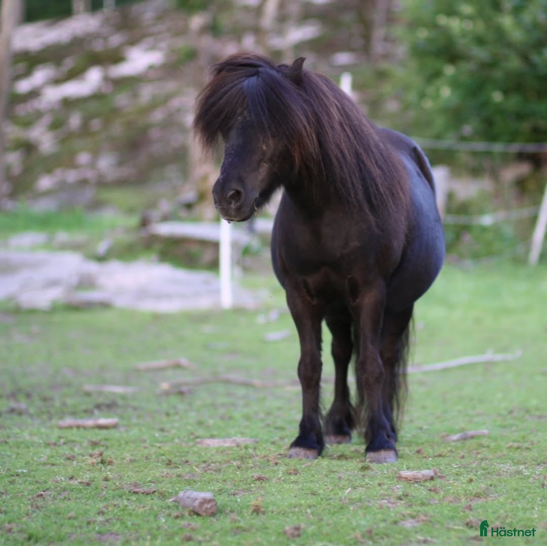 Allround hästar till salu: Värdens bästa ponny letar efter ny ryttare  i Veddige - Annons 1