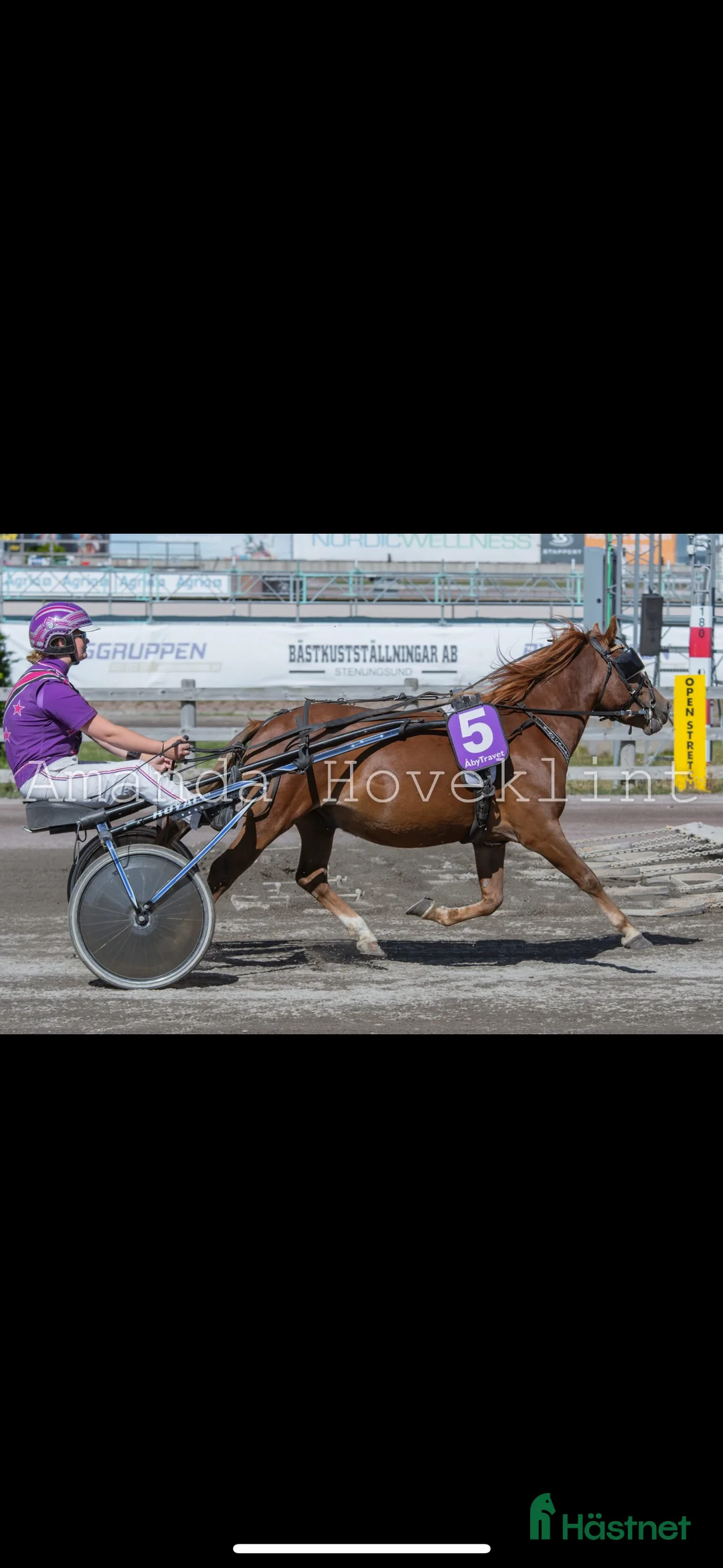 Trav hästar till salu: Trevlig och snygg fuxkille - Annons 1