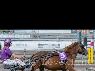 hästar Trevlig och snygg fuxkille - Annons 14