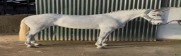Hoppning hästar till salu: Jumping pony - Annons 4