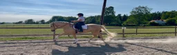 Working Equitation hästar till salu: Talangfull och sagolikt vacker - Annons 3