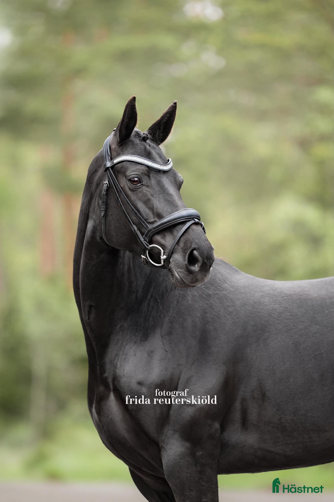  hästar Trevligt sto med energi - Annons 12