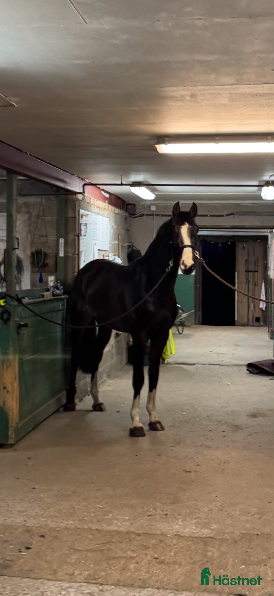  hästar Snygg 3-åring e.Cannobio-Camaro M - Annons 1