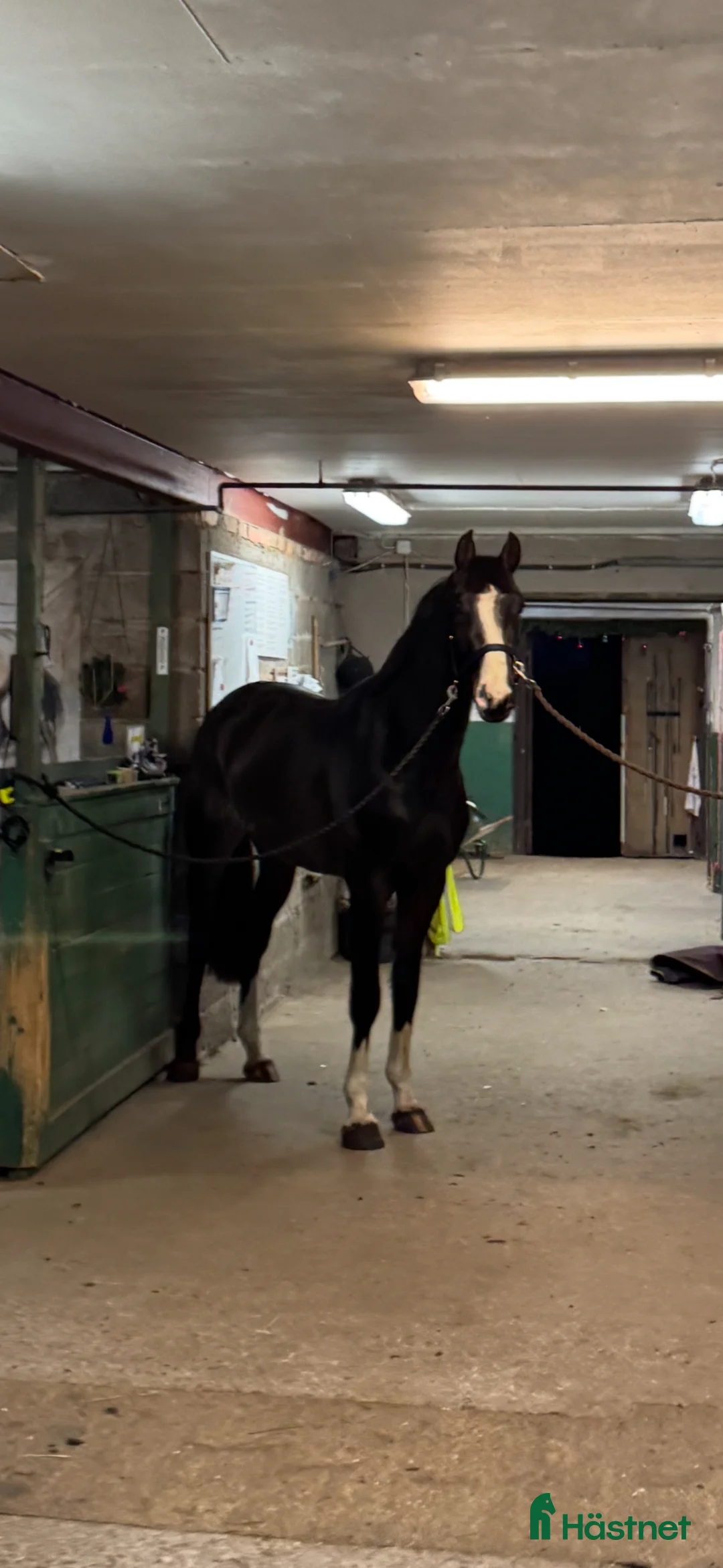 Hoppning hästar till salu: Snygg 3-åring e.Cannobio-Camaro M - Annons 1