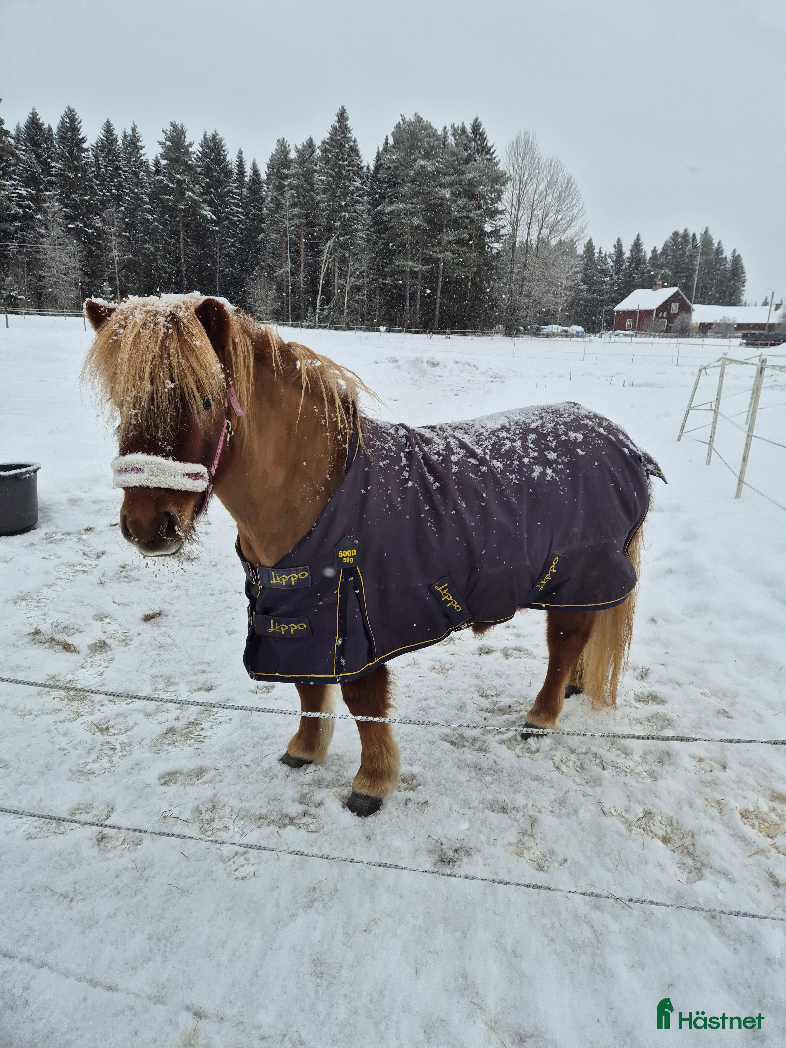  hästar Film Shetlandsponny trav allround riden och körd  i Äppelbo - Annons 4
