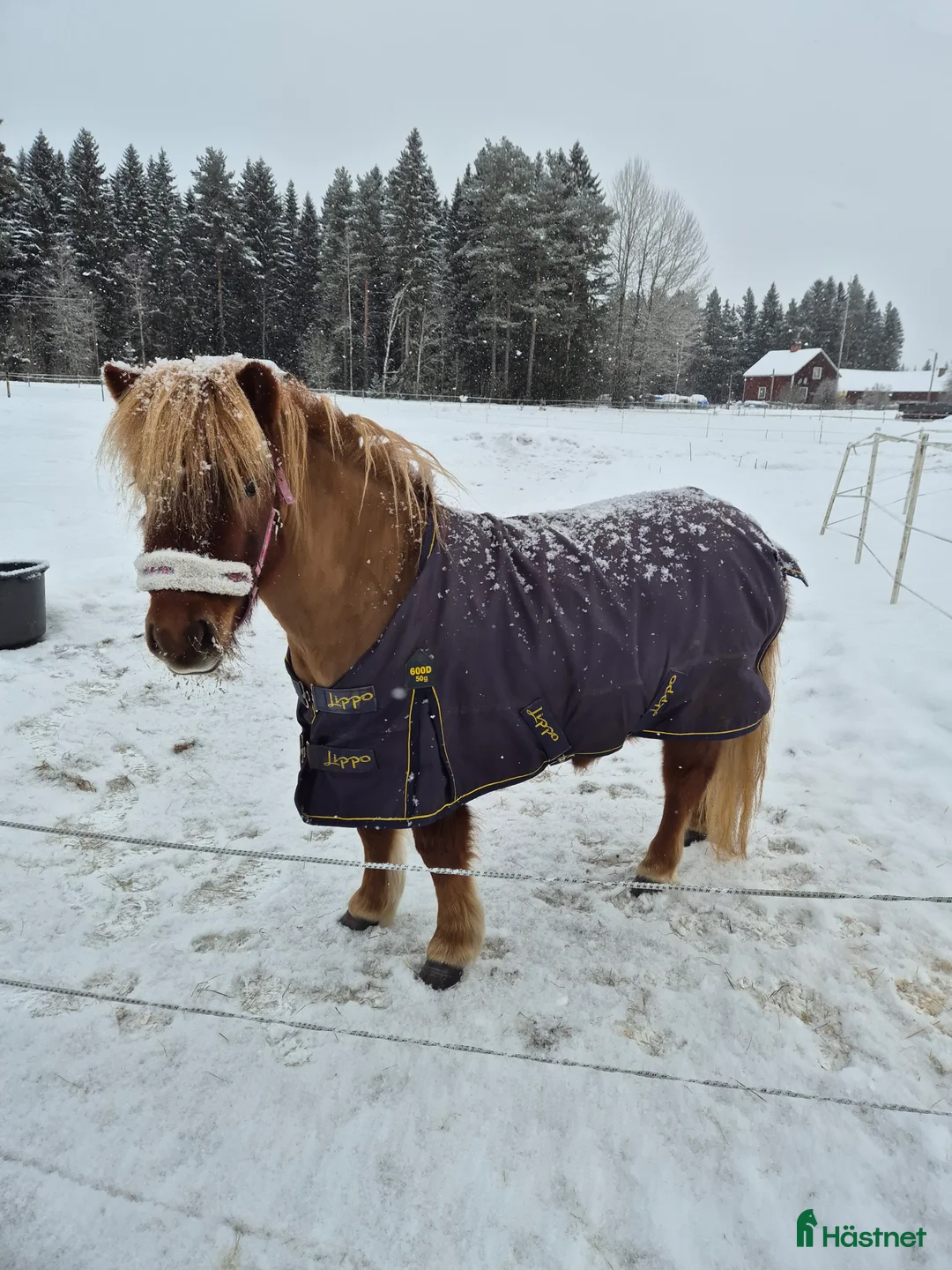 Trav hästar till salu: Film Shetlandsponny trav allround riden och körd  i Äppelbo - Annons 1