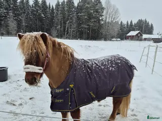 hästar Film Shetlandsponny trav allround riden och körd i Äppelbo - Annons 4