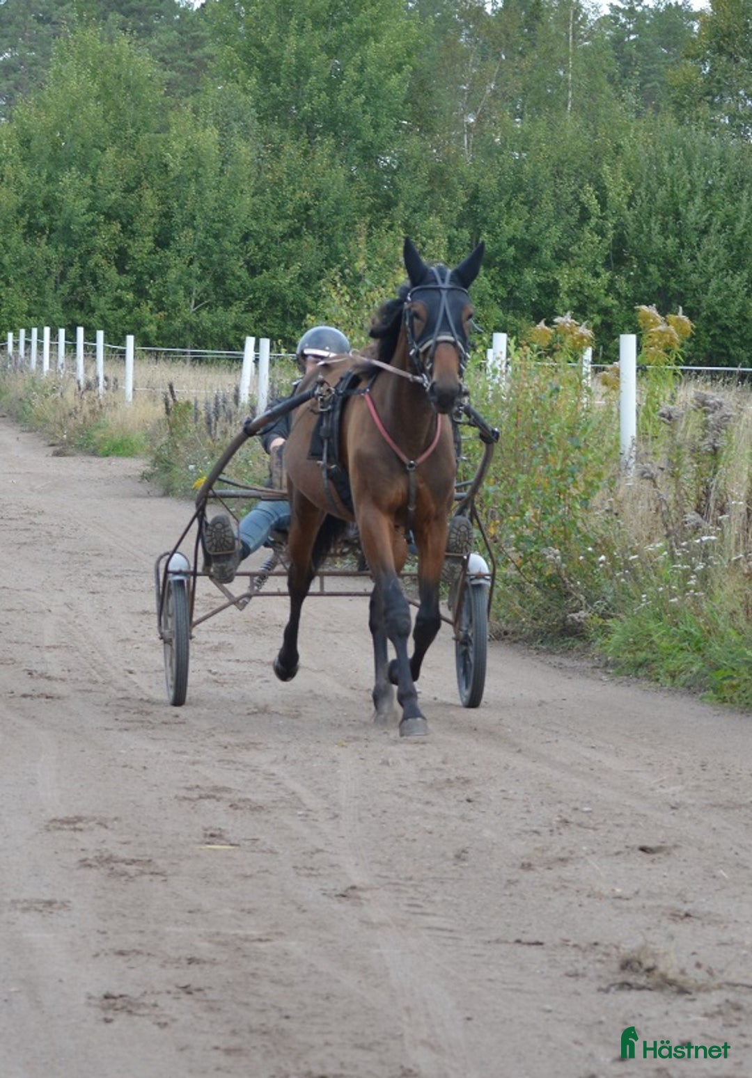 Trav hästar till salu: säljes efter Googoo Gaaga,  Redley Express i Tibro - Annons 7