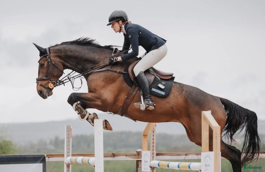 Hoppning hästar till salu: Maffig sporthäst - Annons 1