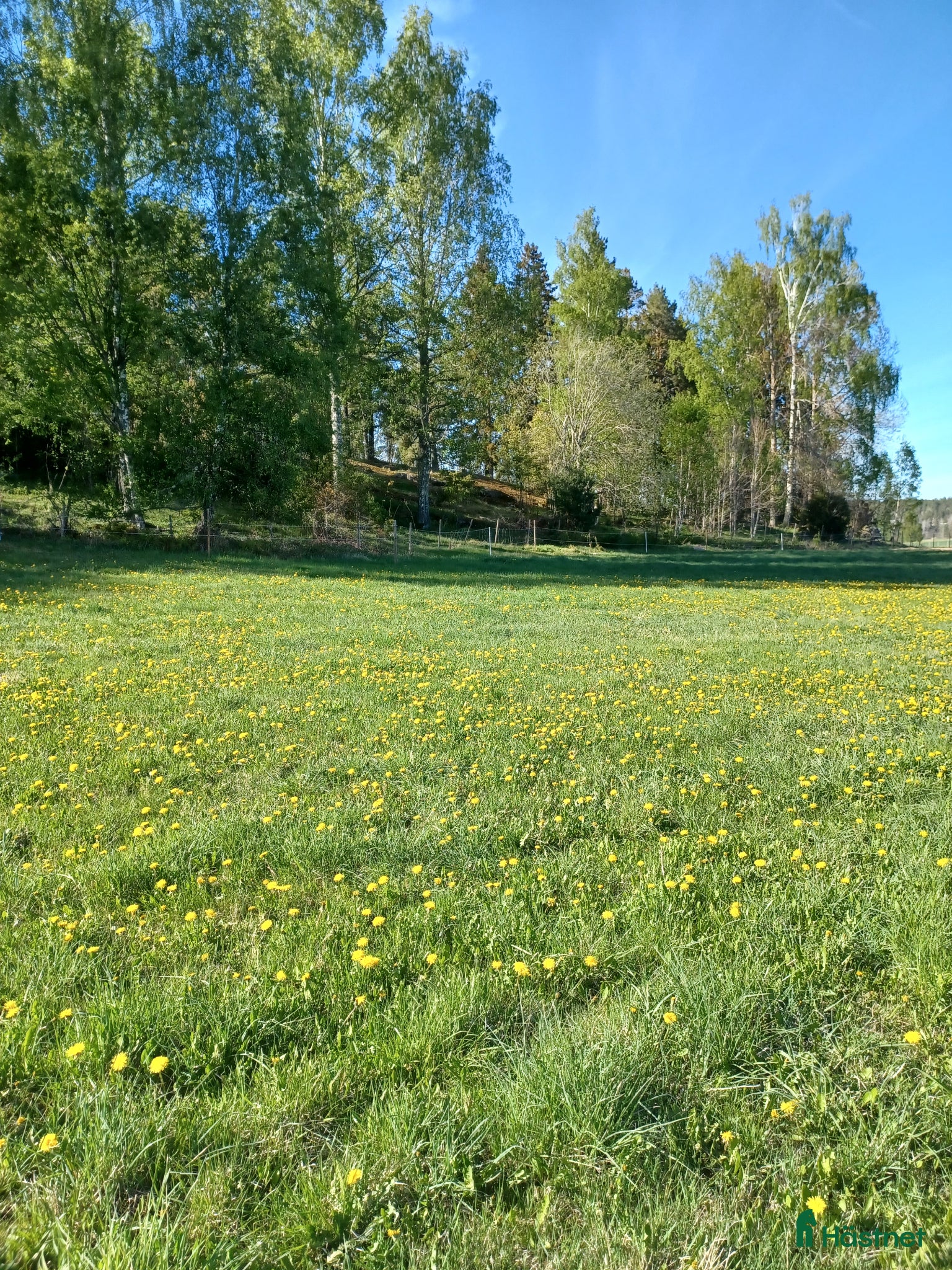  hästar Söker bete/sällskapshäst - Annons 1