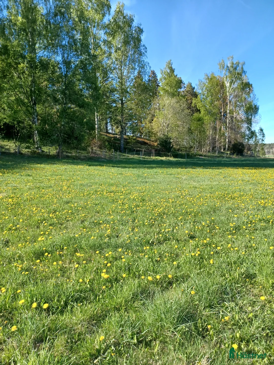 Sällskap hästar sökes: Söker bete/sällskapshäst - Annons 1
