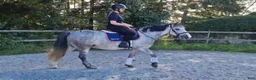 Allround hästar till salu: Charmig bästavän!  - Annons 3