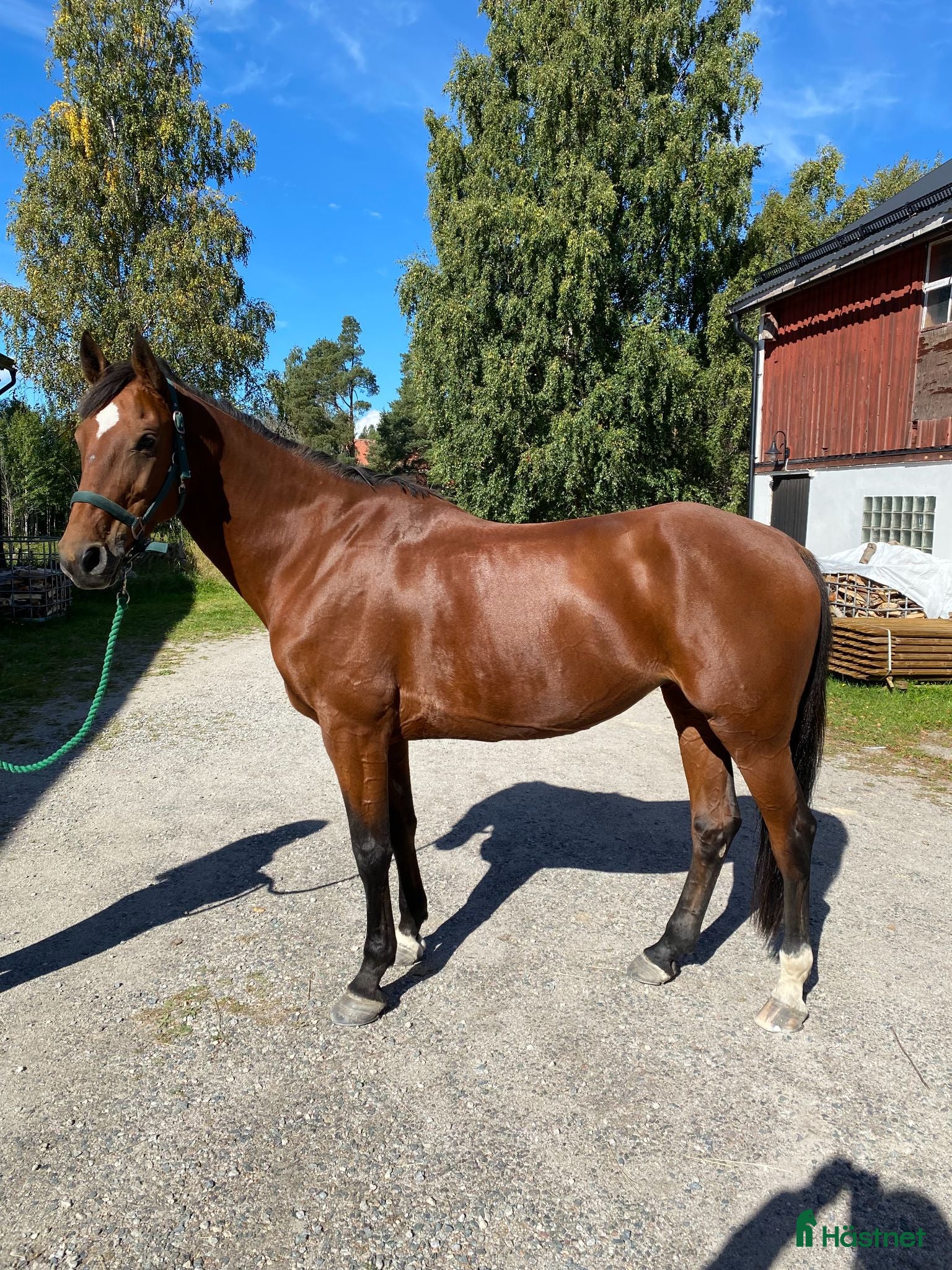  hästar Häftigt sto - Annons 7