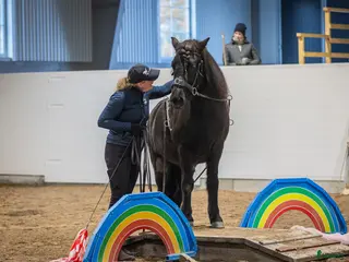 hästar 4 årig islandsvalack - Annons 12