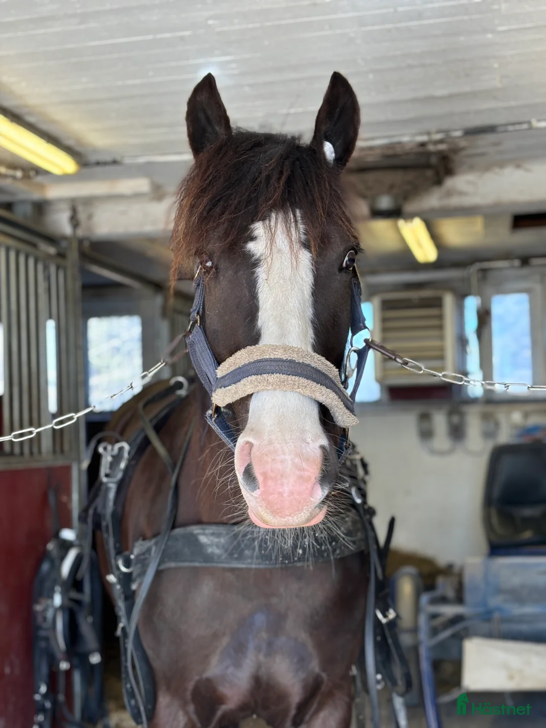 Allround hästar till salu: Trevlig Kallblodvalack - Annons 3