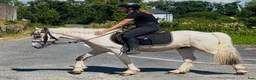 Allround hästar till salu: Ride & Drive gelding  - Annons 7