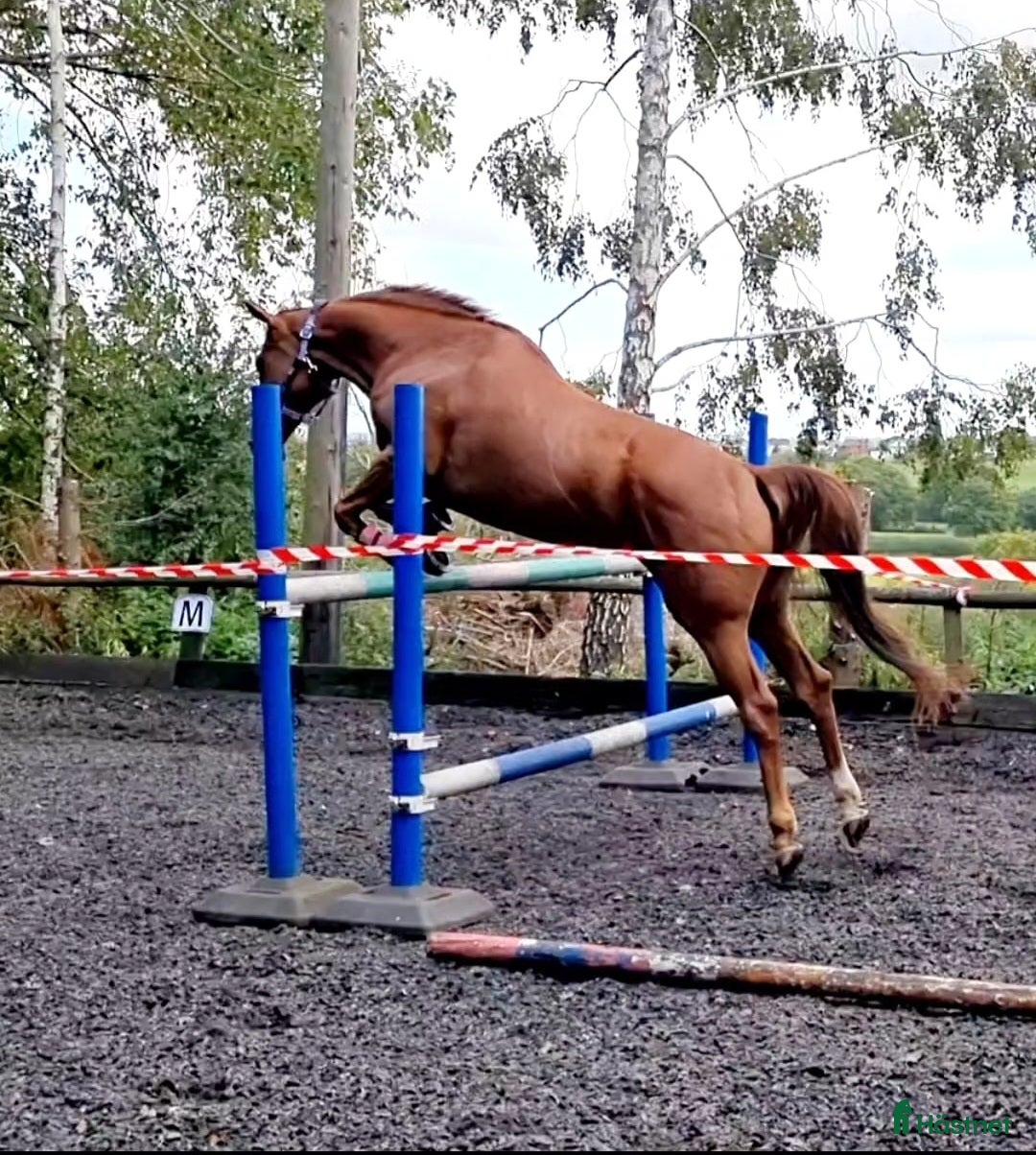 Hoppning hästar till salu: Potential showjumper - Annons 9