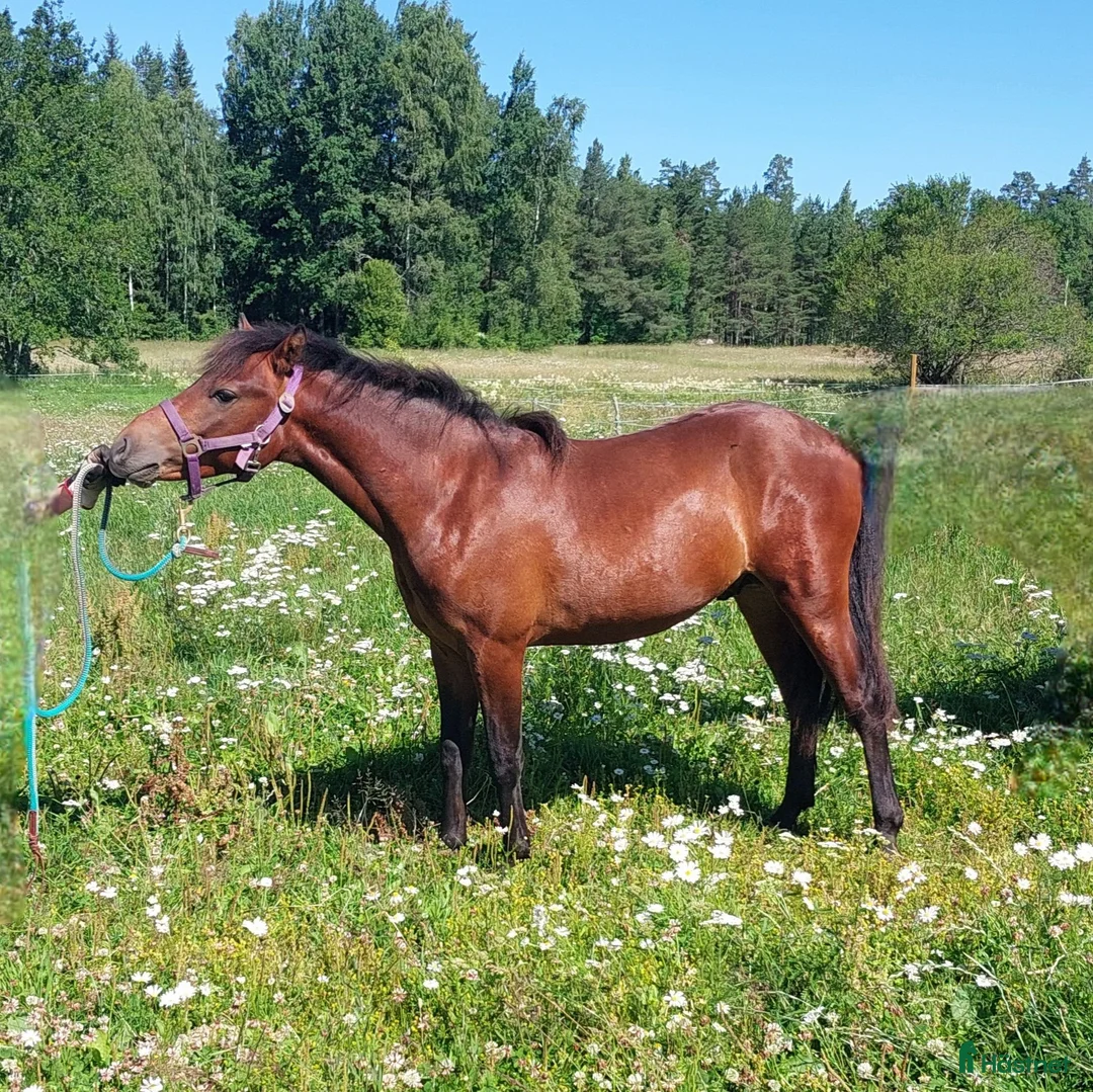 Övrigt hästar till salu: Lovande hingst  - Annons 7