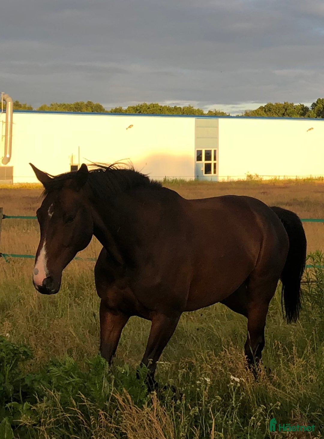Avelshästar hästar till salu: Sto till avel  i Herrljunga - Annons 5