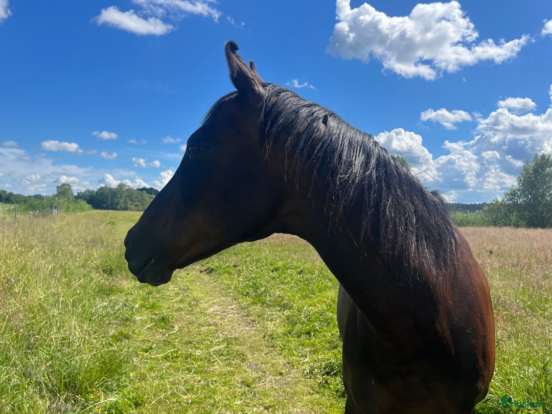  medryttarhäst finnes: Vuxen medryttare sökes i Vallentuna - Annons 3