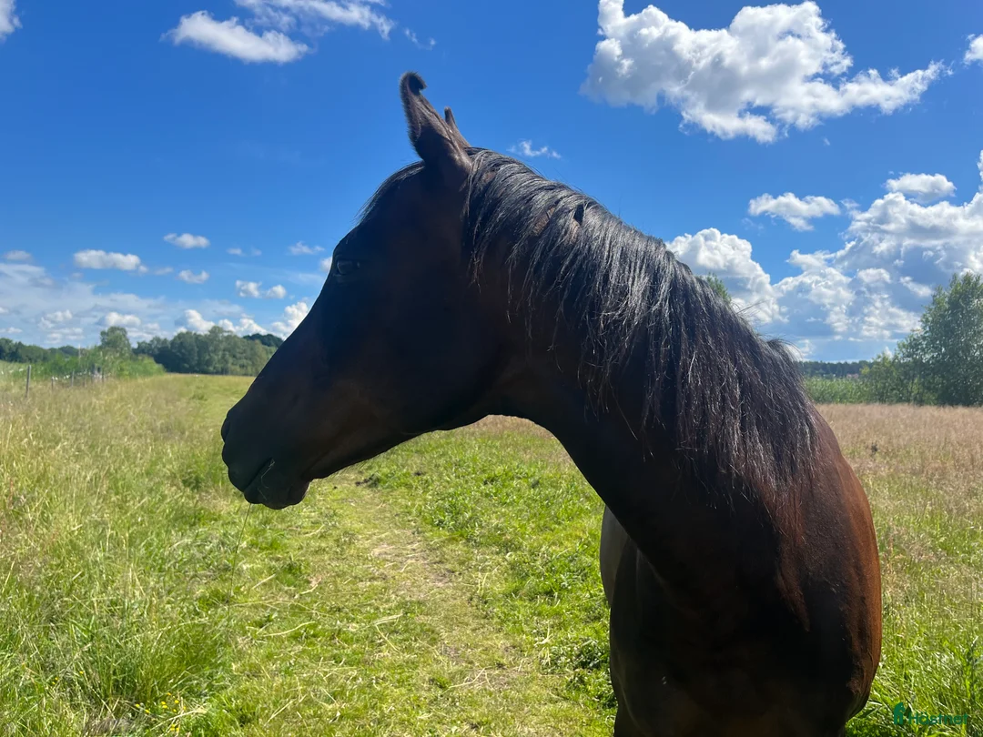  medryttarhäst finnes: Vuxen medryttare sökes - Annons 3