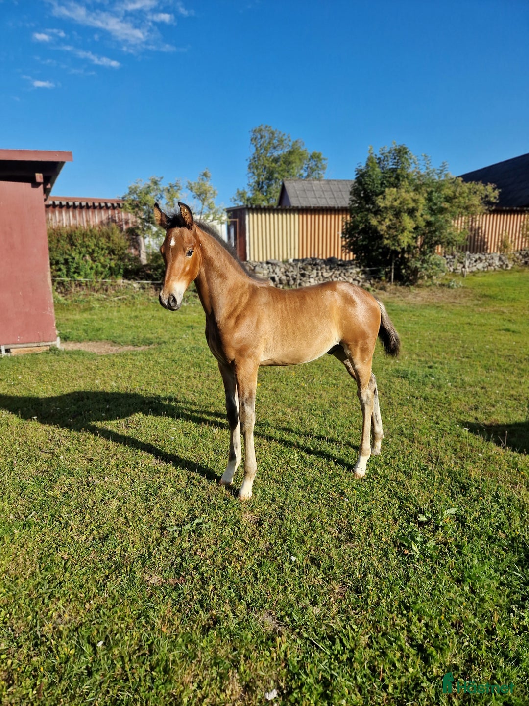 Allround hästar till salu: Vackert hingstföl i Perstorp - Annons 15