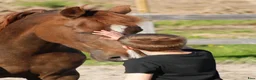 Allround hästar till salu: Töltande storhäst - Annons 4