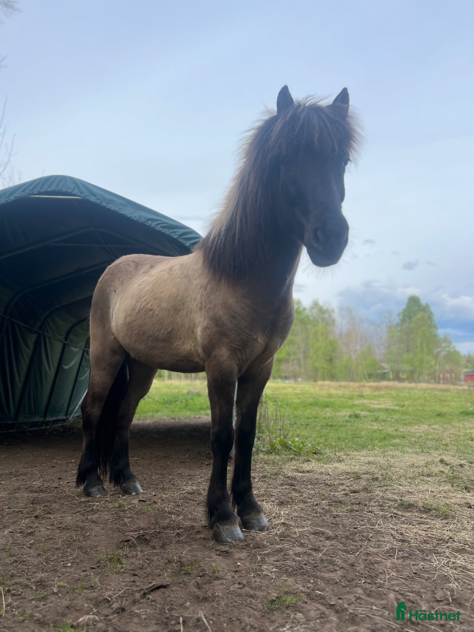  hästar Skogsmulle (reserverad för tillfället) - Annons 2