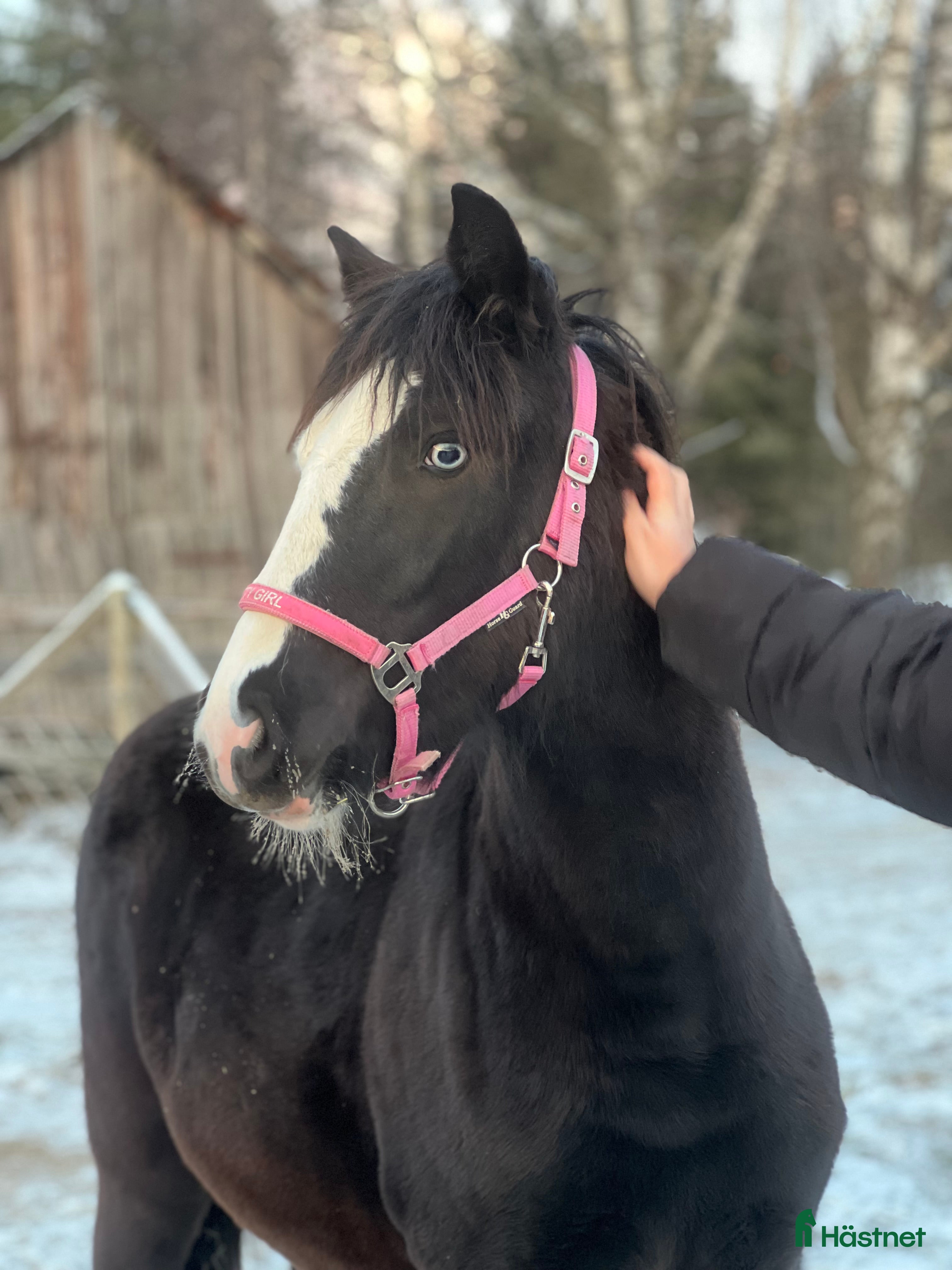  hästar Kolla hit!!  - Annons 1