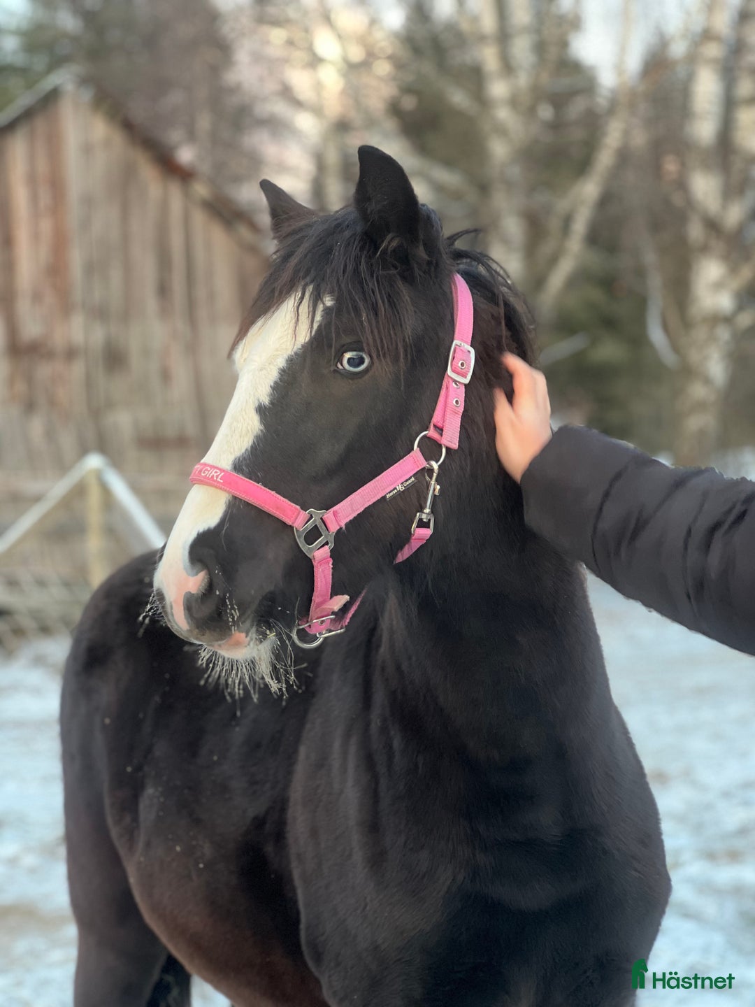 Trav hästar till salu: Kolla hit!!  - Annons 1