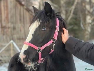 hästar Kolla hit!! - Annons 1