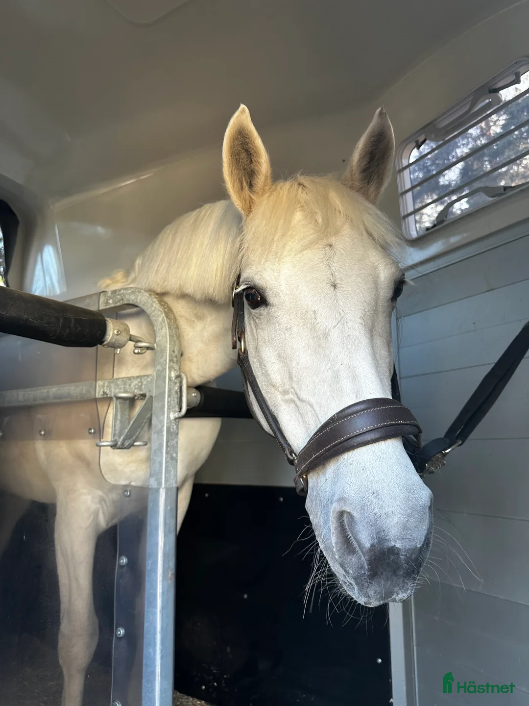 Hoppning hästar till salu: Bombsäker höjdhoppare! i Kalmar - Annons 4