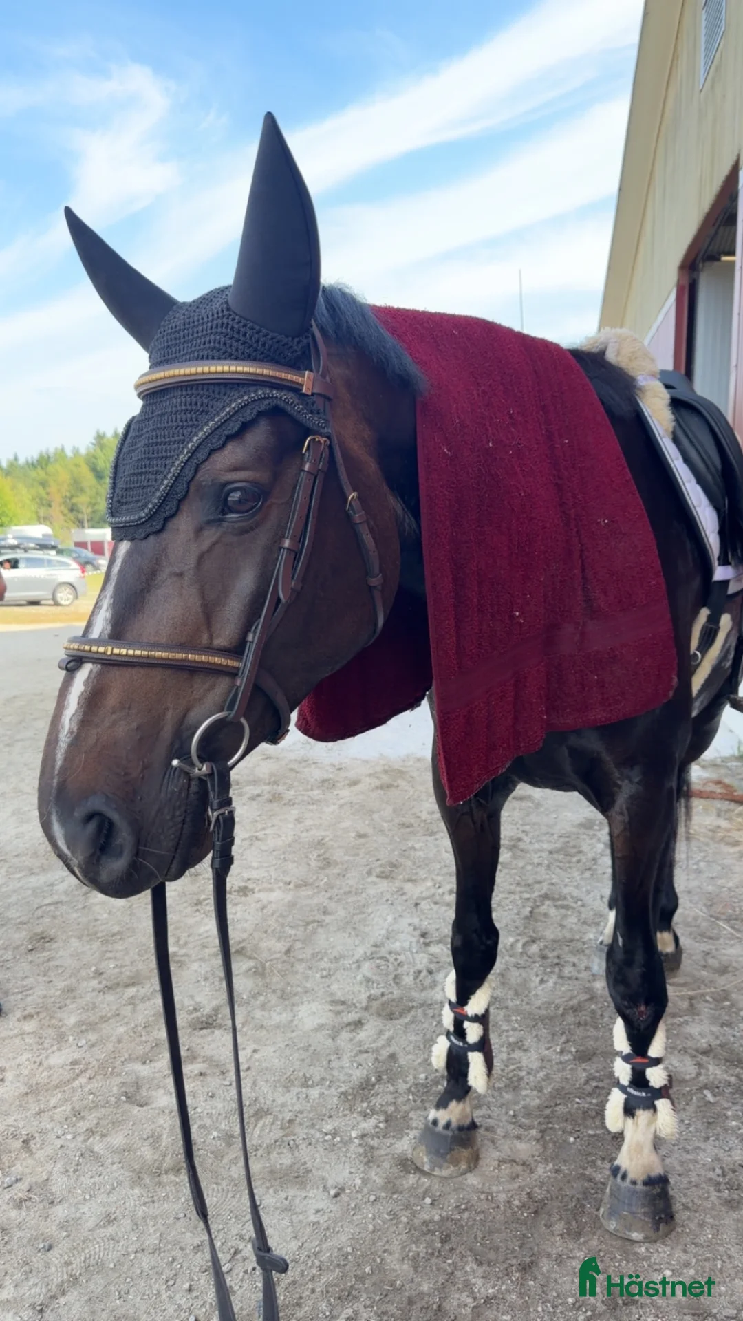 Allround hästar till salu: Fantastiska Fluffan  - Annons 2