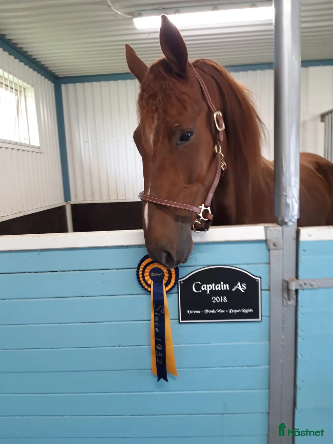 Trav hästar till salu: 8-årig travare, 65 starter (6-10-4) 484.600 kr - Annons 1