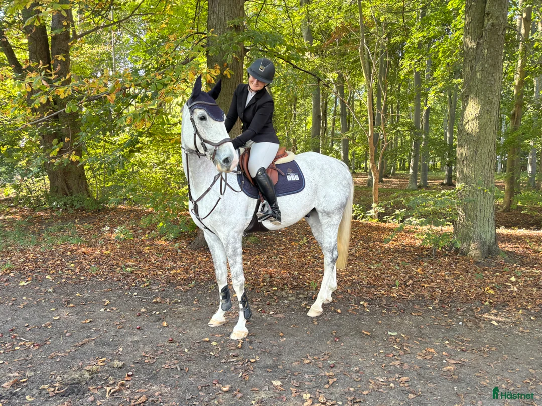 Hoppning hästar till salu: Tävlingshäst med kapacitet för stora klasser! - Annons 2