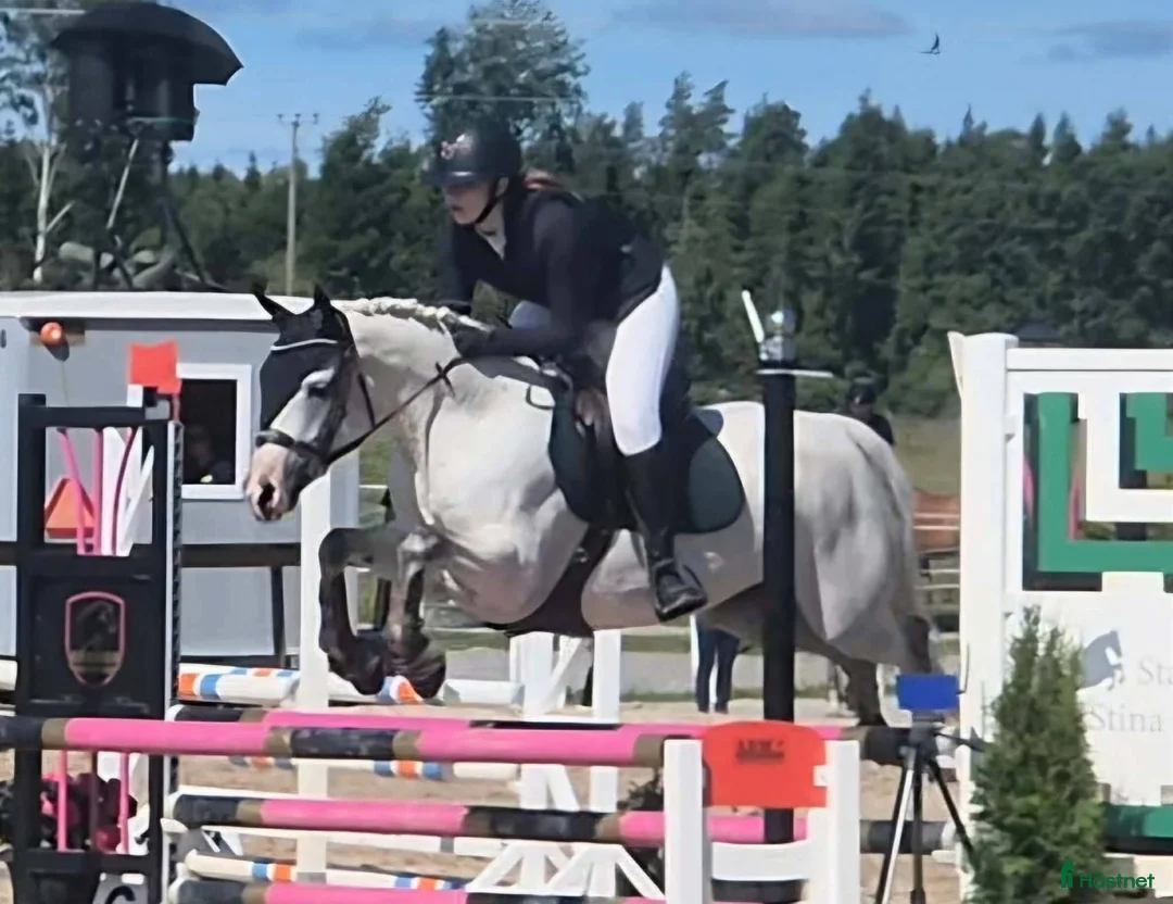 Hoppning hästar till salu: D-Ponny med kapacitet som bär upp längre ryttare  - Annons 1