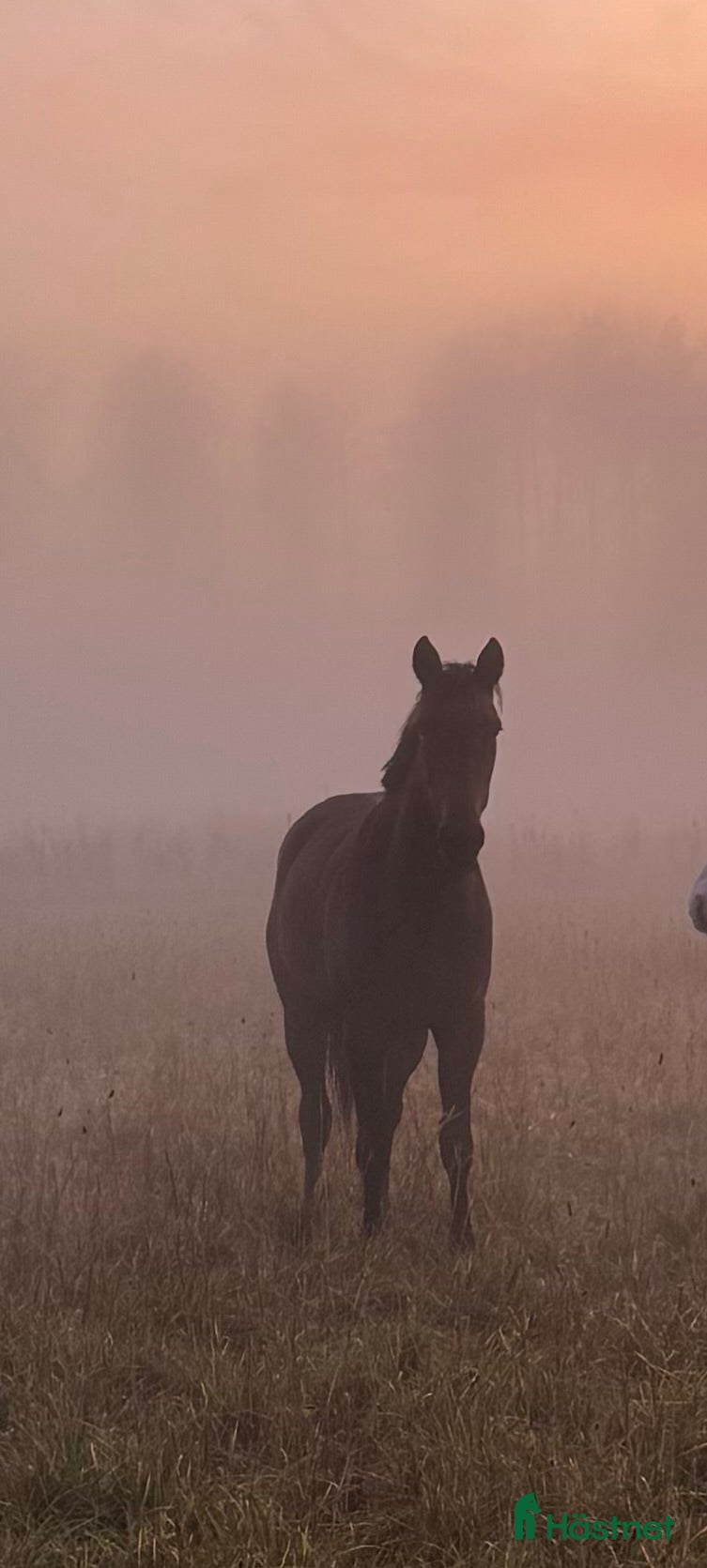  foderhäst Jättemysigt och personligt sto - Annons 6