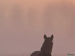 foderhäst Jättemysigt och personligt sto - Annons 6