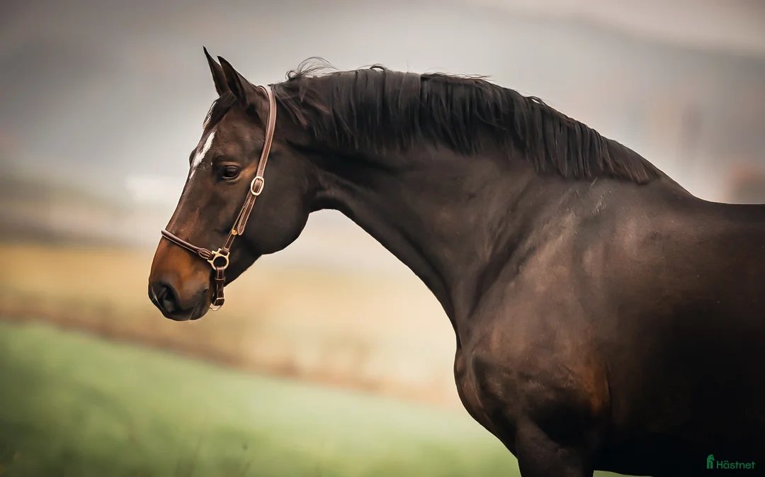 Avelshästar hästar till salu: Avelssto hoppning i Västerhaninge - Annons 1