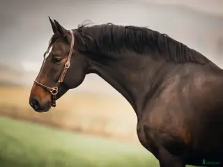 hästar Avelssto hoppning i Västerhaninge - Annons 16