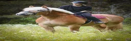 Allround hästar till salu: Bytes – Ardenner med stor utvecklingspotential - Annons 5