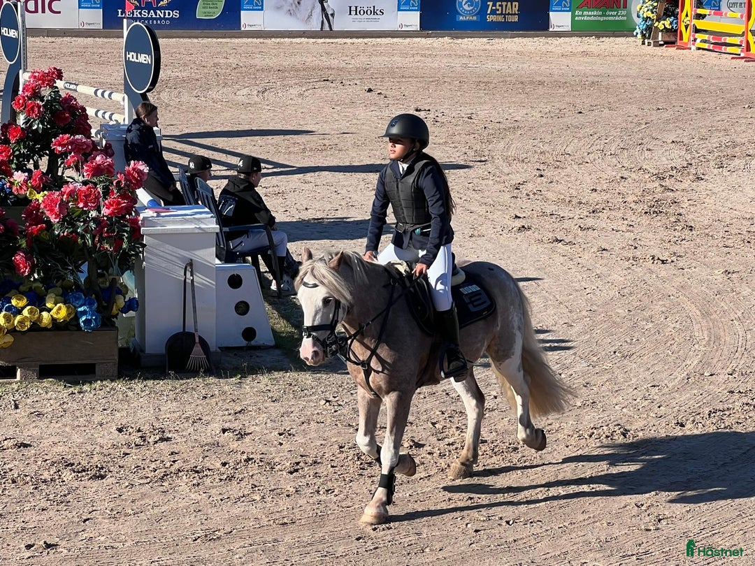 Allround hästar till salu: Snäll B-ponny i Kolmården - Annons 5