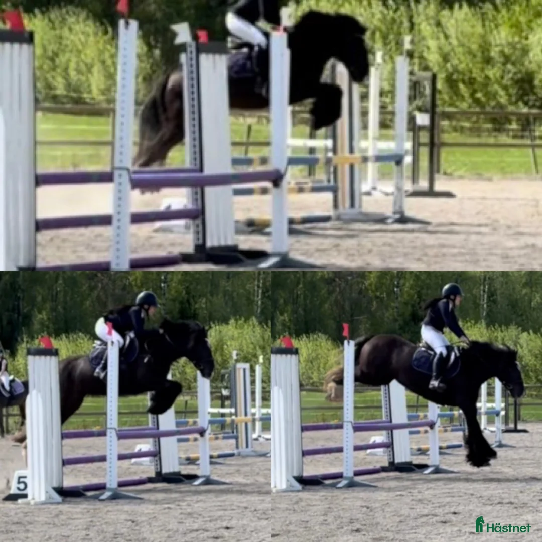 Hoppning hästar till salu: Perfekta ponnyn - Annons 5