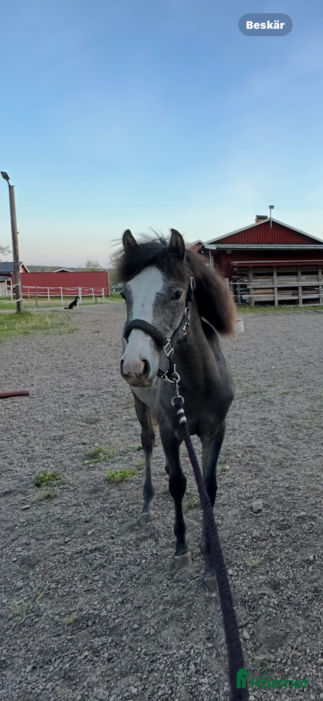 Allround hästar till salu: Welsh partbred sto i Bollnäs - Annons 2