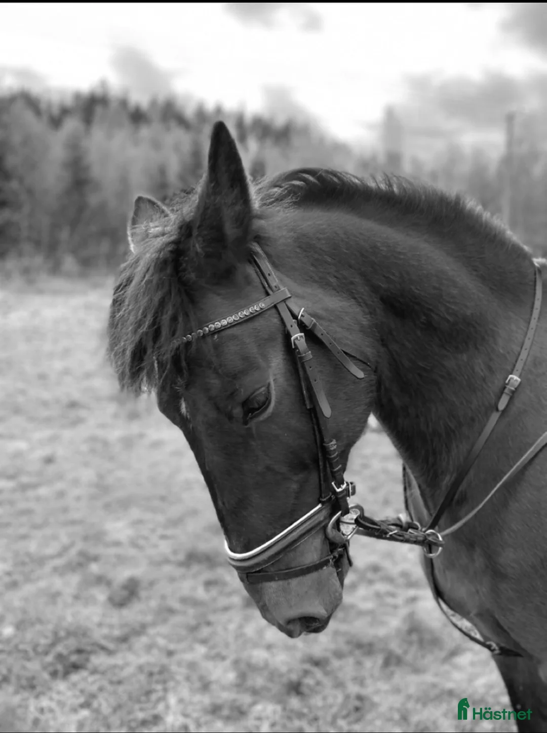 Allround hästar till salu: Intressekoll på finaste Lucky 💕 (Ev. Säljes) i Boden - Annons 3