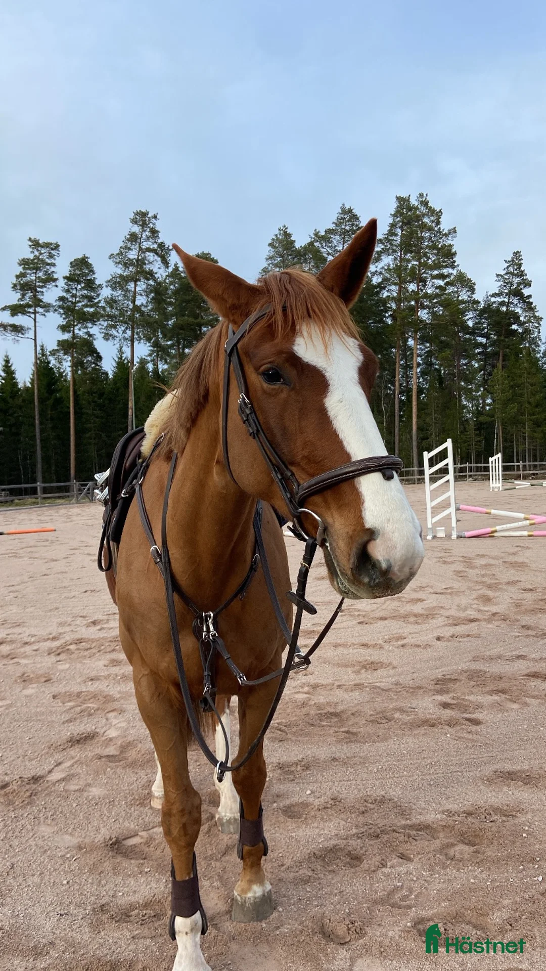 Hoppning hästar till salu: Unghäst för framtiden - Annons 2