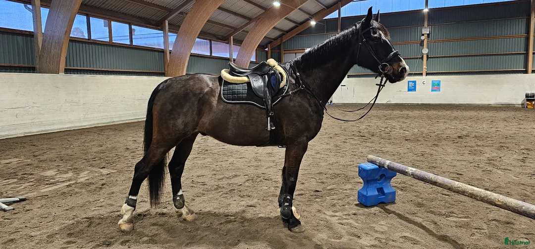 Hoppning hästar till salu: Mike, en sådan häst som alla behöver! - Annons 7