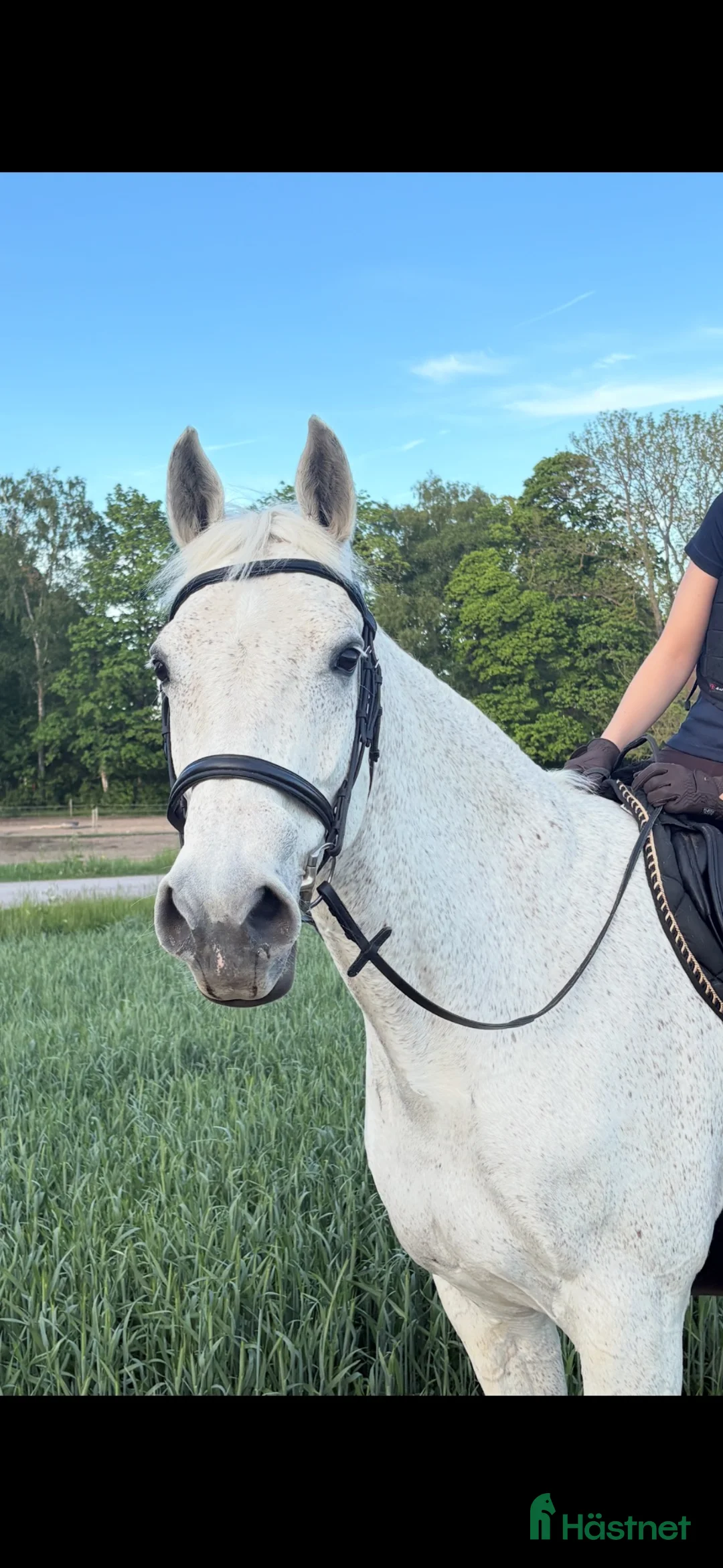 Allround hästar till salu: Underbart Holsteinersto säljes till rätt hem - Annons 1