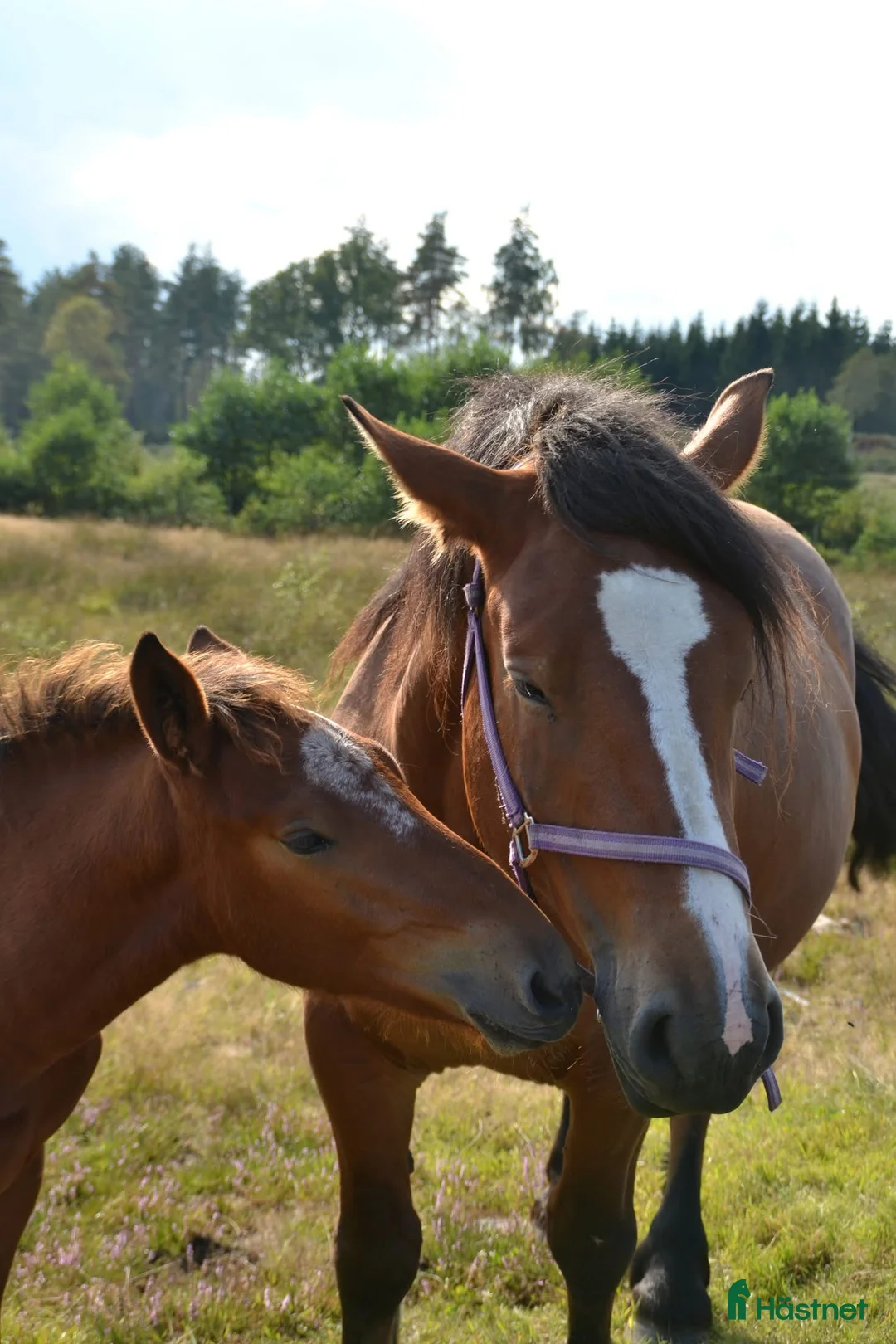 Allround hästar till salu: Ardennersto - Annons 5